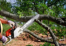 Best Tree Removal Services  in Dunlap, IL